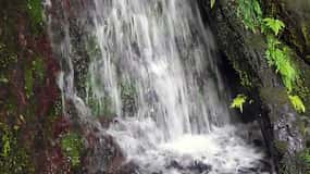 Basseterre Rainforest Hike