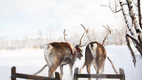 KIRUNA: Samisk renupplevelse