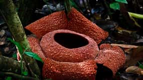 Padang : Wonderful Land Tour in Tanah Datar with Lunch