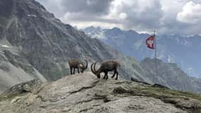 Montreux : Randonnée alpine guidée