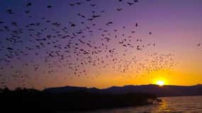 Flying Fox Sunset Cruise Private Boat Charter Labuan Bajo