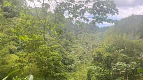 Wild Immersion : Hiking in the Heart of the Tropical Forest