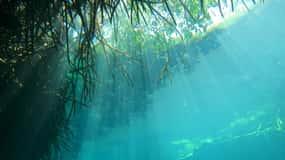 PLONGÉE DANS LES CENOTES DE MAYA, LE PLUS GRAND AQUIFÈRE DU MONDE