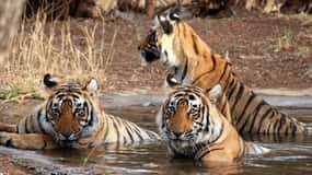 Ranthambore: Skip-the-Line Tiger Safari in Sharing Canter