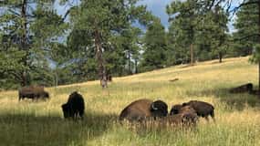 Denver: City Highlights, Golden, and Lookout Mountain