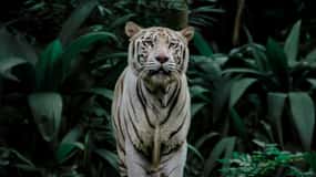 Singapura: Safari Noturno com Passeio de Elétrico e Transfer Privado