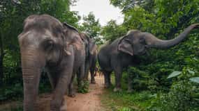 Passeio pela floresta de elefantes de Kulen com embarque e desembarque no hotel