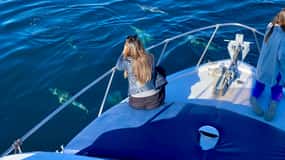 From Benalmádena & Torremolinos: Dolphin Watch Boat Trip