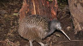 Hokitika : Le Centre National du Kiwi Billets