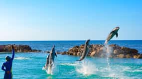 Ocho Rios: Dolphin Cove and Dunn's River Falls from Mobay