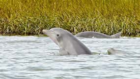 Savanne: Dolphin Spotting Eco Tour mit erfahrenem Kapitän