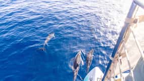 Maui: Kaanapali Dolphin Watching Boat Trip with Lunch