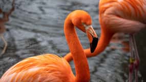 Skip-the-line Tickets to Bronx Zoo with Private Transfers