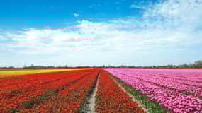 From Amsterdam: Tulip Fields of Holland Tour
