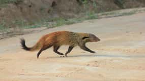 YALA National Park - Full Day Wildlife Safari with Lunch