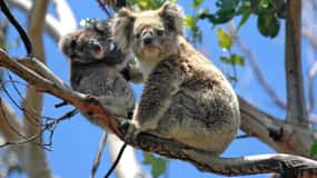Melbourne: Excursões particulares à parada dos pinguins em Phillip Island