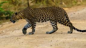 From Ella : Yala National Park Safari & Dropoff in Arugambay