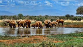 2 giorni e 1 notte Parco nazionale Nyerere Volo da Zanzibar