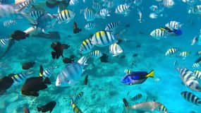 Zanzibar: Safari Blue Snorkeling and Sandbank Tour