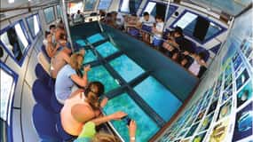Glasbåt & snorkling med dagskort till Berenice Beach Club