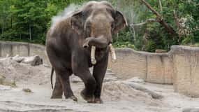 Emmen: Wildlands Adventure Zoo und Bootsfahrt auf dem Rimbula River