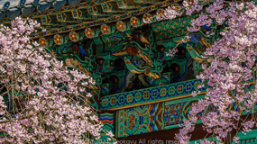 [King Cherry Blossom] Jeonju + Wansan Park and Gakwonsa