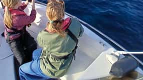 Faro: Passeio de barco fantástico para observação de golfinhos