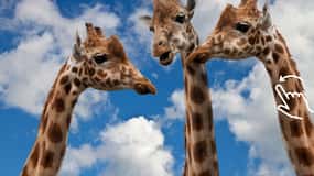 Cracovia: Zoo con servicio de recogida del hotel