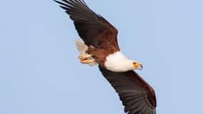Ethiopia: 10-Day Bird Watching Tour from Addis Ababa