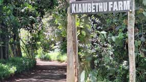 Kaimbethu tea farm tour and lunch package