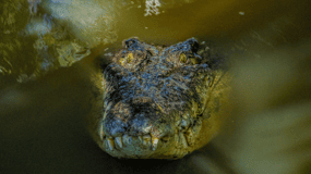Port Douglas: Wildlife Habitat Croc Feed Experience & Entry