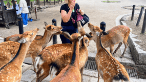 From Kyoto: Nara Guided Morning Tour