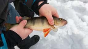 Kemi-Tornio: Ice Fishing Safari with Snowmobiles