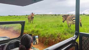 From Johannesburg: Rhino & Lion Safari and Wonder Cave Tour
