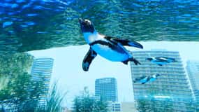 東京サンシャイン水族館入館券