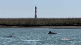 Charleston: Private Shark-tooth hunt and Lighthouse Viewing