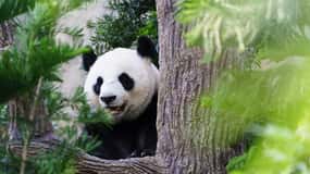 Beijing: Panda House Entry Ticket (Zoo)