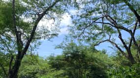 Tamarindo: Ziplining in the Costarican jungle