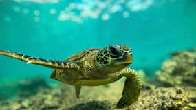Snorkeling with turtles at Ad Daymaniyat Islands