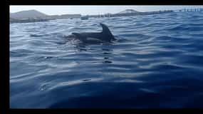 Los Cristianos: Passeio de caiaque e snorkel com tartarugas e fotos incluídas