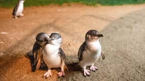 Melbourne: Excursão boutique a Phillip Island, vinhos e pinguins