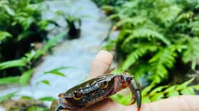 Chiang Rai: The Adventure of Trekking & Bamboo Cooking