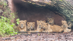 1-day ticket for Schwerin Zoo