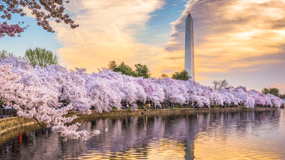 Dagsudflugt til Washington DC med bus fra New York City