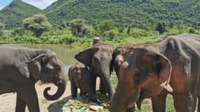 Bangkok: Elephants World & Erawan Waterfall in Kanchanaburi