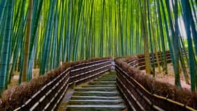 Kyoto Early Bird English Tour: Fushimi-Inari and Arashiyama