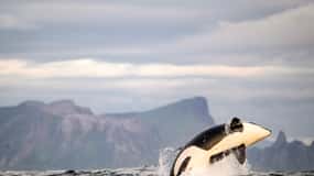 Bleik: Whale Watching by Speedboat with Puffins and Muffins