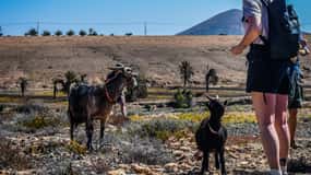 Fuerteventura: Tour guidato di trekking con le capre dell'isola