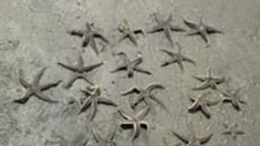 Hilton Head Island: Verschwundene Insel und Delphin Tour