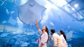 Entradas para el Acuario de Dubái + Observatorio Sky Views
